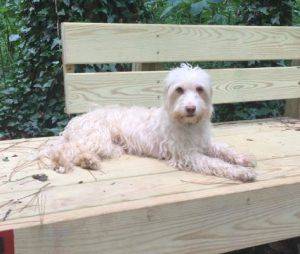 Wheaton terrier mix for adoption in decatur