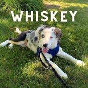 Whiskey Miniature Australian Shepherd Puppy For Adoption In Calgary Alberta