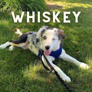 Whiskey miniature Australian shepherd puppy for adoption in Calgary Alberta