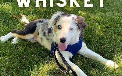 Calgary, ab – miniature australian shepherd puppy for adoption – supplies included – adopt  whiskey