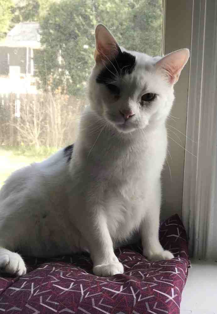 White cat for adoption pittsburgh pa 2