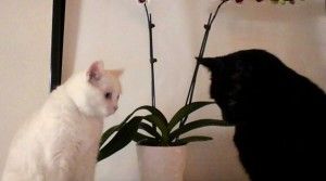 Rehomed – dorothy and blackie – beautiful bonded cats found a loving home in chicago area