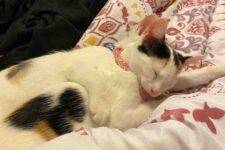White Calico Cats For Adoption In La Vergne Tennesee (1)
