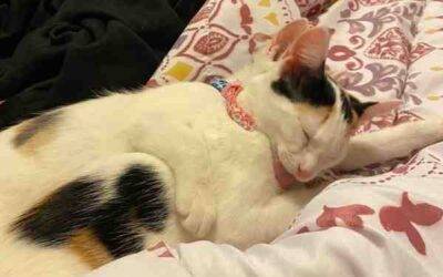 White calico cats for adoption near nashville tennessee – supplies included – adopt summer and banks