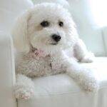 Maltipoos for adoption. Maltipoo rehoming services