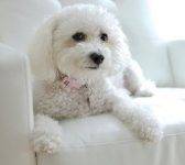 Maltipoos for adoption. Maltipoo rehoming services