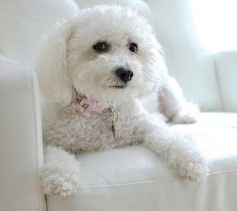 White Maltipoo Dog For Adoption by Owner in Aurora Oregon ...
