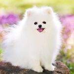 White-Pomeranian-dog
