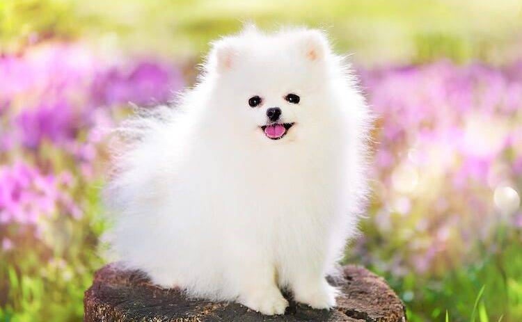 White-pomeranian-dog