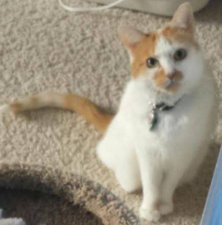 Keiko – 1 Year Foster Home Needed For Sweet, Tiny White Cat – Supplies, Vet Care and Monthly Fee Paid – Denver, CO