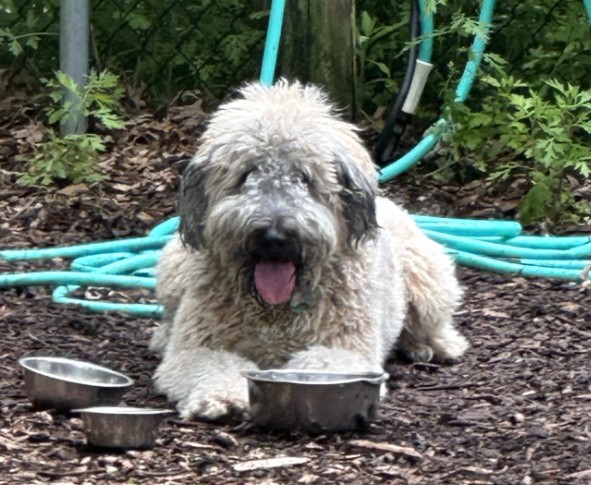 Wheaten terrier poodle mix (whoodle) for adoption in boston ma – meet louie