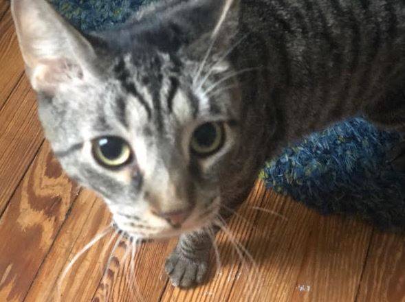 Wilbur is a male grey tabby cat for adoption to a very loving home in or near brooklyn, new york. This very special male tabby cat is 4 years old and weighs 11 pounds.