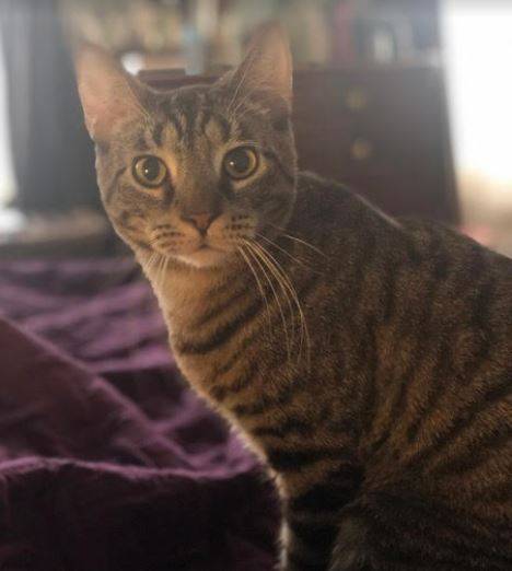 Wilbur is a male grey tabby cat for adoption to a very loving home in or near brooklyn, new york. This very special male tabby cat is 4 years old and weighs 11 pounds.
