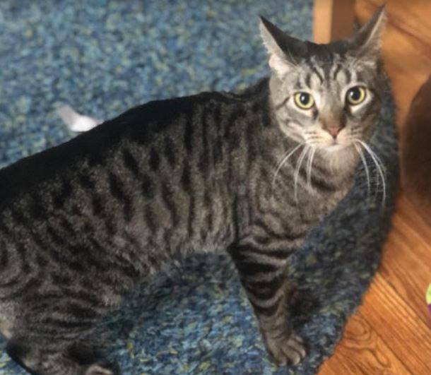 Wilbur is a male grey tabby cat for adoption to a very loving home in or near brooklyn, new york. This very special male tabby cat is 4 years old and weighs 11 pounds.