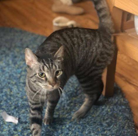 Wilbur is a male grey tabby cat for adoption to a very loving home in or near brooklyn, new york. This very special male tabby cat is 4 years old and weighs 11 pounds.