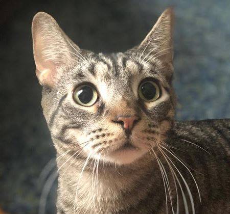 grey tabby kitten for adoption