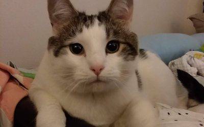 Grey Tabby & White Cat For Adoption in Madison Heights VA – Supplies Included – Adopt William