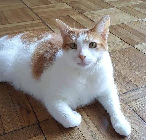 orange and white cat