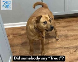 Mastador dog for adoption in indianapolis