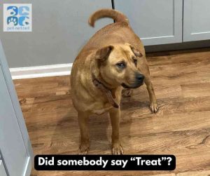 mastador dog for adoption in Indianapolis