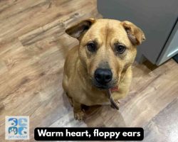 Mastador dog for adoption in indianapolis