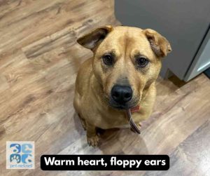 mastador dog for adoption in Indianapolis
