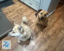 Mastador dog for adoption in indianapolis
