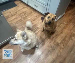 mastador dog for adoption in Indianapolis