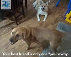 Mastador dog for adoption in indianapolis