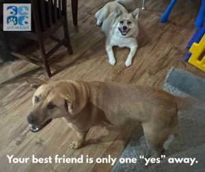 mastador dog for adoption in Indianapolis