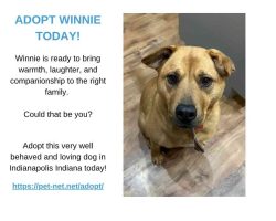 Mastador dog for adoption in indianapolis