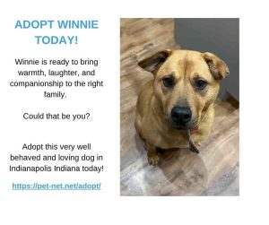 mastador dog for adoption in Indianapolis