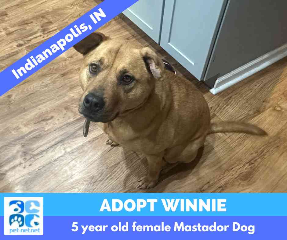 Mastador dog for adoption in indianapolis indiana – meet winnie