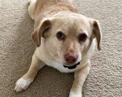 Winston welsh corgi mix adoption hummelstown pa 2