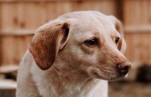 Photo Winston welsh corgi mix adoption hummelstown pa 6