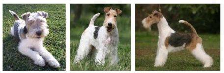 Wire fox terrier dog breed image