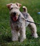 Wire Fox Terrier Dog Image – Pet Rehoming Services