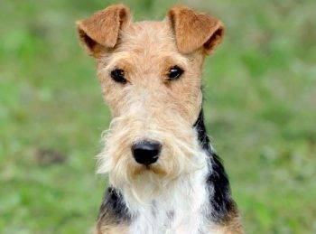 Wire fox terrier dog picture