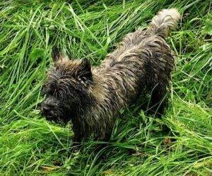 Woozle - purebred cairn terrier dog for adoption shoreline washington 2