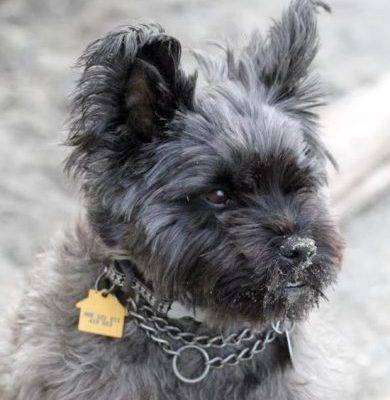 Woozle - Purebred Cairn Terrier Dog For Adoption Shoreline Washington