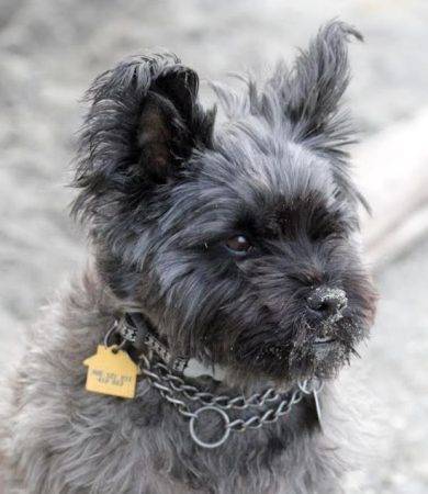 Woozle - Purebred Cairn Terrier Dog For Adoption Shoreline Washington