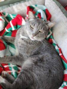 Blue tabby cat for adoption in san diego ca – supplies included – adopt wormy