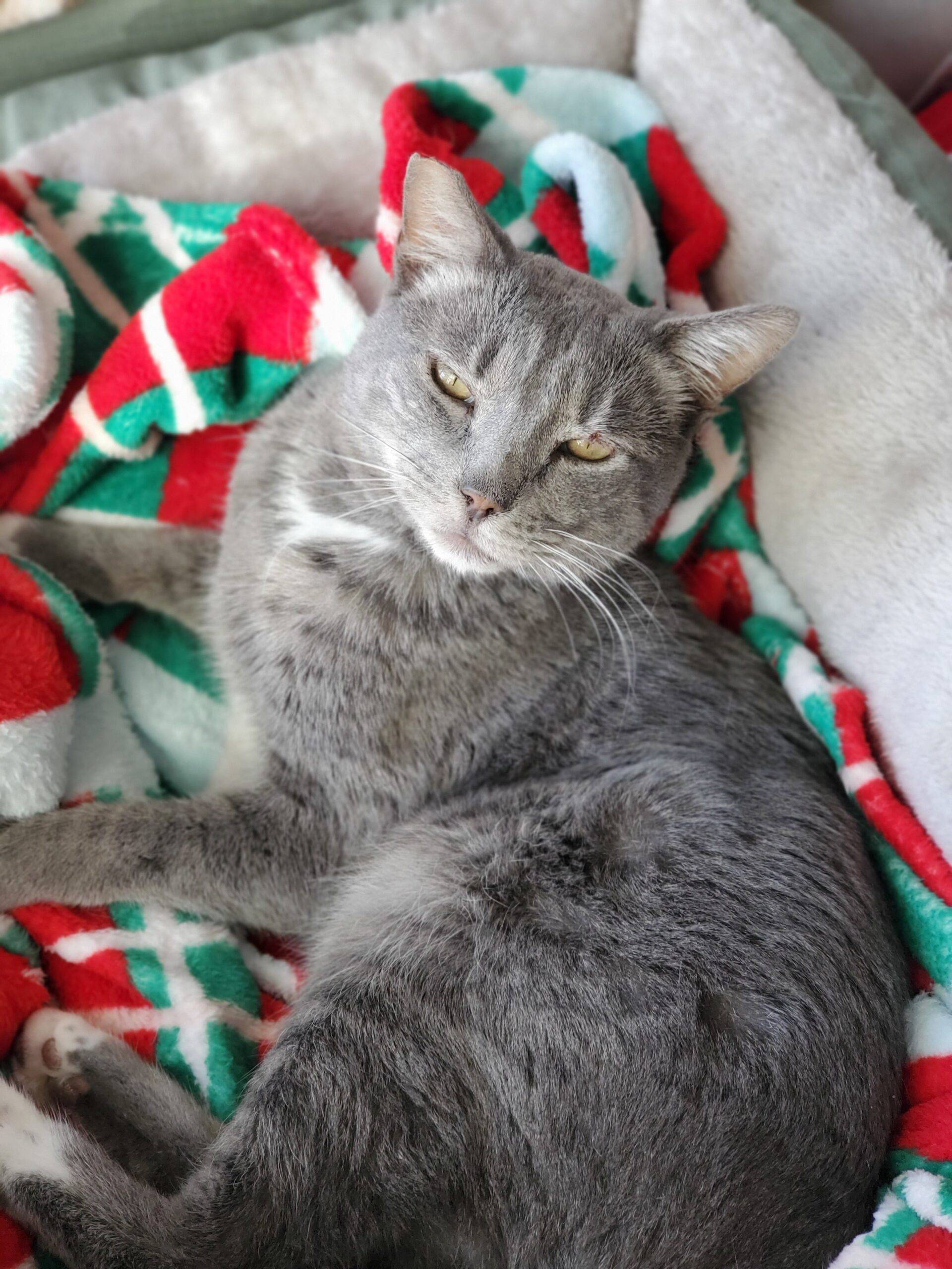 Blue Tabby Cat for Adoption in San Diego