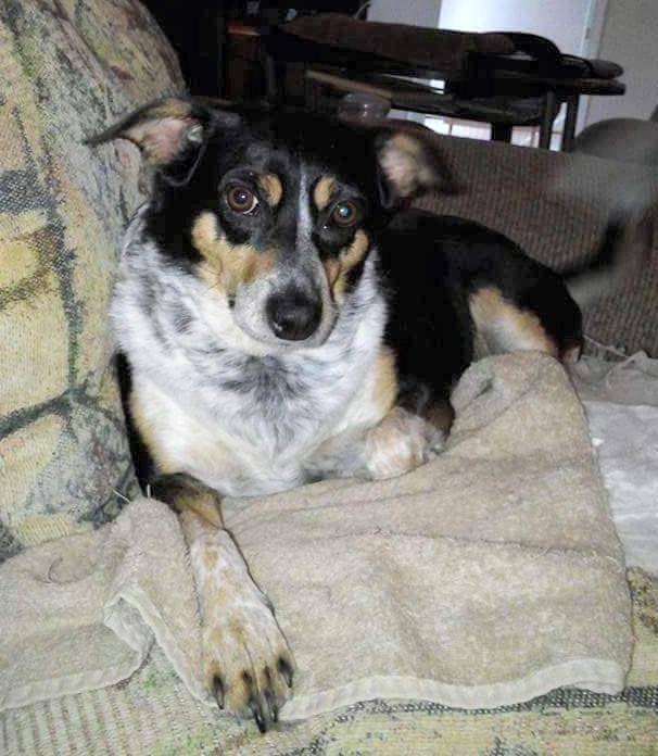 Wren - Blue Heeler Shepherd Mix Dog For Adoption Atlanta GA 2