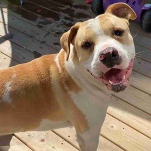 American english bulldog mix for adoption in edmonton ab – supplies included – adopt duke