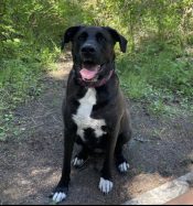 Xirena - German Shepherd Great Pyrenees Mix Dog For Adoption In Edmonton Gibbons AB