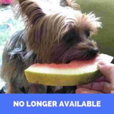 Yorkshire TERRIER DOG FOR ADOPTION IN VANCOUVER BC