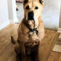Yellow Lab German Shepherd Pit Mix Dog For Adoption In Plymouth MI 1