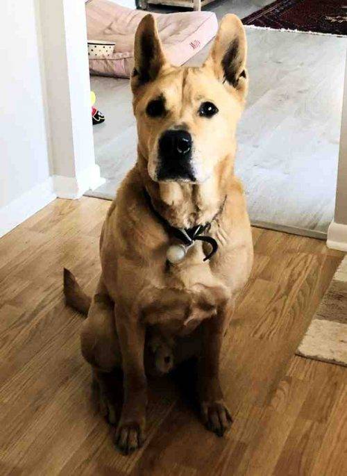 Yellow Labrador Retriever German Shepherd Mix Dog For Adoption Michigan