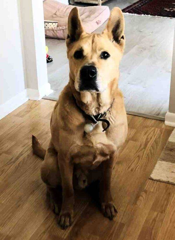 Yellow Labrador Retriever German Shepherd Mix Dog For Adoption Michigan